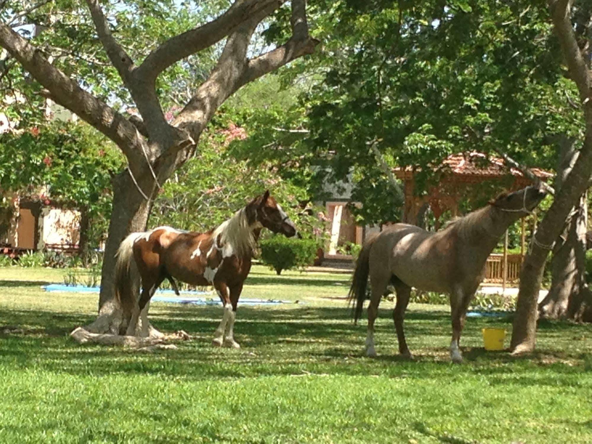 Hotel Hacienda San Francisco Tzacalha Dzidzantún Esterno foto